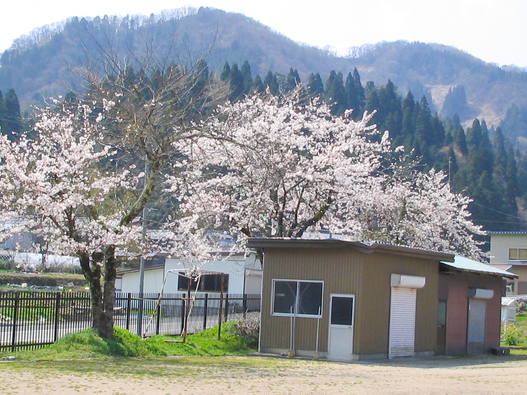さくら